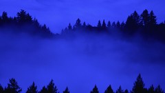 Fog bay area California mist forests