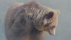 Fog Bears Mammals HDR Photography