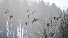 Fog Birds
