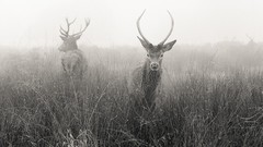 Fog deer grayscale