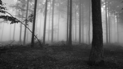 Fog forest photography high res