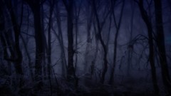 Fog forests creepy
