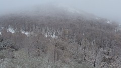 Fog forests HDR Photography