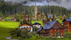 Fog Green countryside Cows