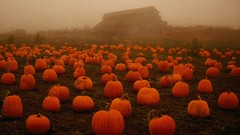 Fog Halloween pumpkins spooky