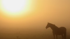 Fog mist Horses