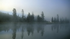 Fog morning Wyoming yellowstone