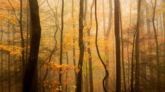 Fog Mountains autumn national park Tennessee forests