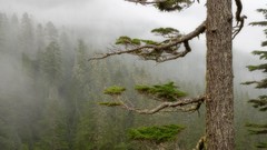 Fog national park forests Mount Rainier