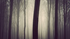 Fog nature forests