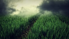 Fog nature grass clouds hills light Green Plants paths fields 