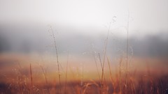 Fog nature grass mist fields depth of field