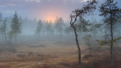 Fog nature national geographic Finland swamps