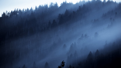 Fog nature national geographic forests