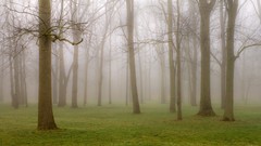 Fog nature Parks