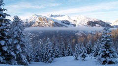 Fog nature snow winter Mountains spruce forests