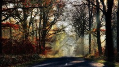 Fog nature sun roads streets forests Highways