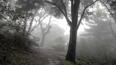 Fog nature Trees