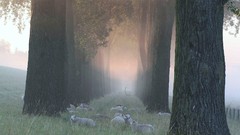 Fog nature Trees Animals mist atmospheric sheeps