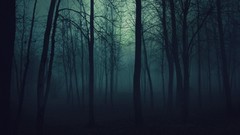 Fog nature Trees dark mist gloomy forests