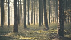 Fog nature Trees forests