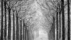 Fog nature Trees forests