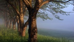 Fog nature Trees grass fields