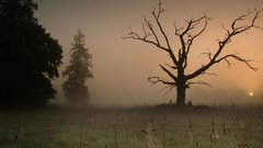 Fog nature Trees grass forests