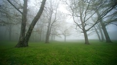 Fog nature Trees grass Green mist fields