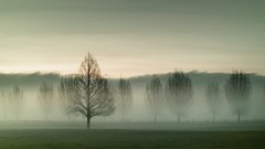 Fog nature Trees grass New Zealand