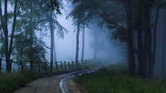 Fog nature Trees grass roads forests