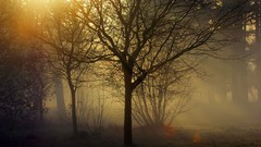 Fog nature Trees light