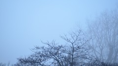 Fog nature Trees minimalistic