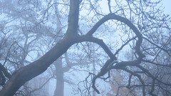 Fog nature Trees minimalistic