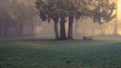 Fog nature Trees mist