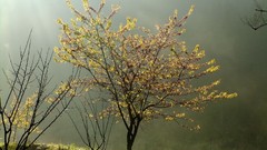 Fog nature Trees mist