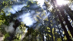 Fog nature Trees mist sunlight forests