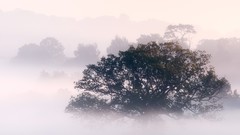 Fog nature Trees morning mist