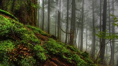 Fog nature Trees moss Plants logs planets forests HDR 