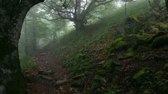Fog nature Trees moss rocks paths forests