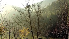 Fog nature Trees Mountains hills mist