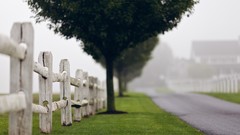 Fog nature Trees roads fences mist