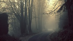 Fog nature Trees roads mist