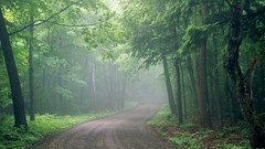 Fog nature Trees roads paths forests
