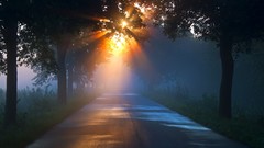 Fog nature Trees roads sunlight