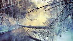Fog nature Trees snow rivers