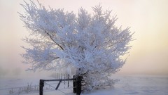 Fog nature Trees snow winter sun ice