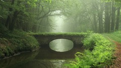 Fog nature Trees water Plants Bridges Parks mist rivers forests