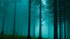 Fog nature Trees Wood gloomy