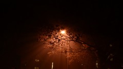 Fog night urban
